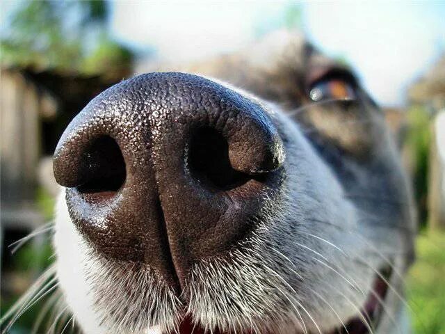 Free Images : hay, animal, wildlife, mane, eat, fauna, close up, nose, whiskers,