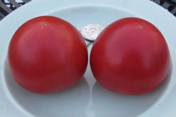 Реклама помидоров фламинго. Томат розовый фламинго розовый сахарный. Помидоры сливовидные фламенко. Томаты фламинго коктейльные. Томат розовый фламинго 10 шт семена коми.