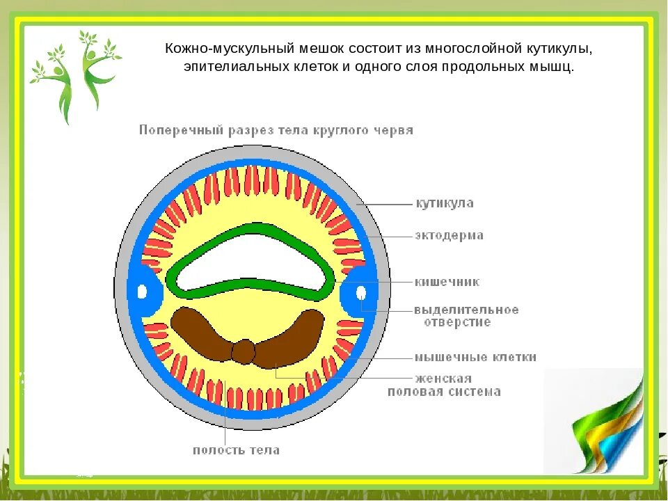 Строение кожно мускульного мешка круглых червей. Строение кожно мускульного мешка у кольчатых червей. Строение кожно-мускульного мешка у червей. Кожно-мускульный мешок дождевого червя строение. Мускульный мешок круглых червей