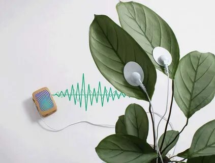 Sound plant