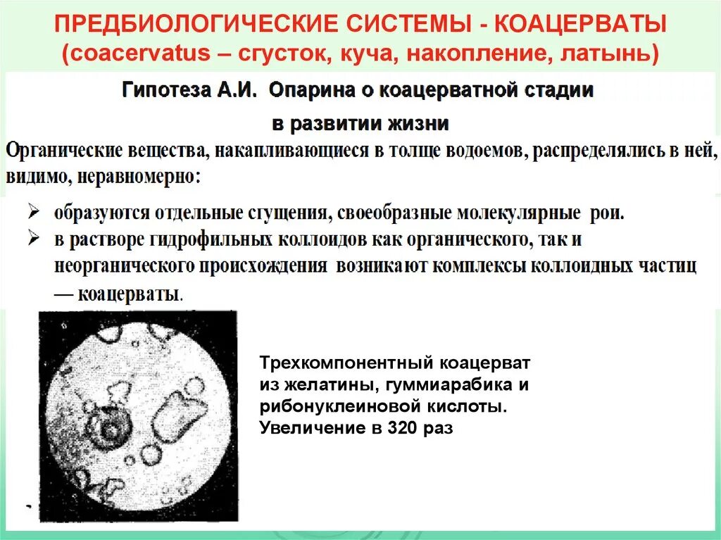 Коацерватная гипотеза. Коацерваты. Теория коацерватов. Эволюция предбиологических систем.