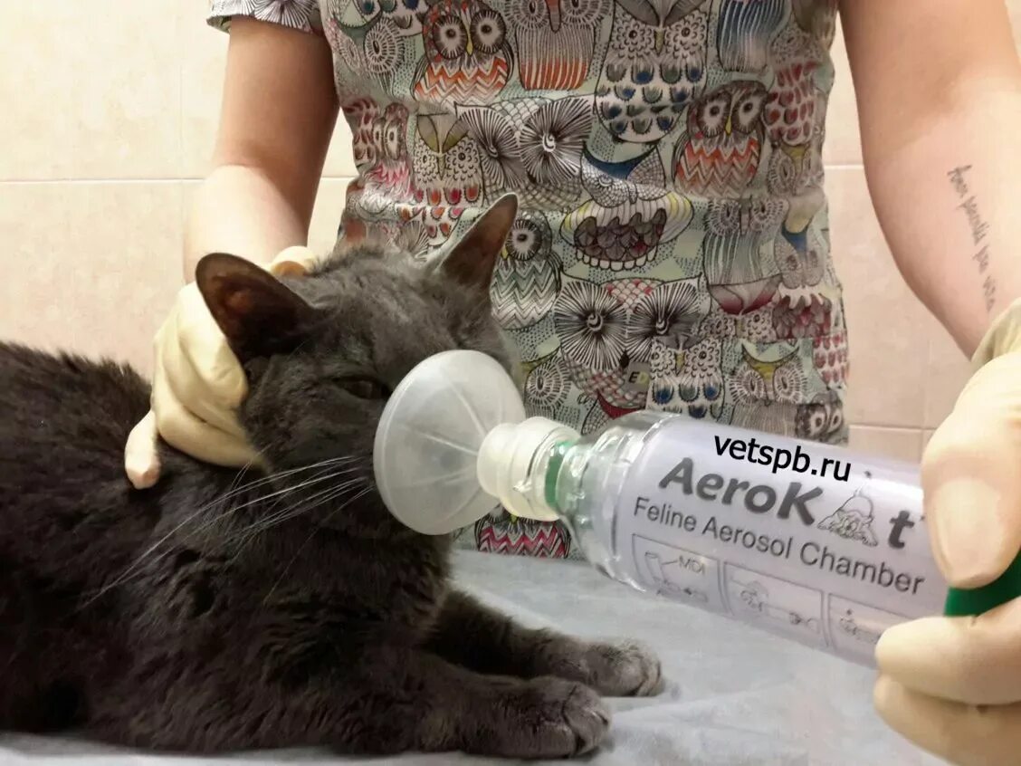 Как облегчить коту. Астма у кота. Кошачья астма. Бронхиальная астма у кота. Котик с астмой.