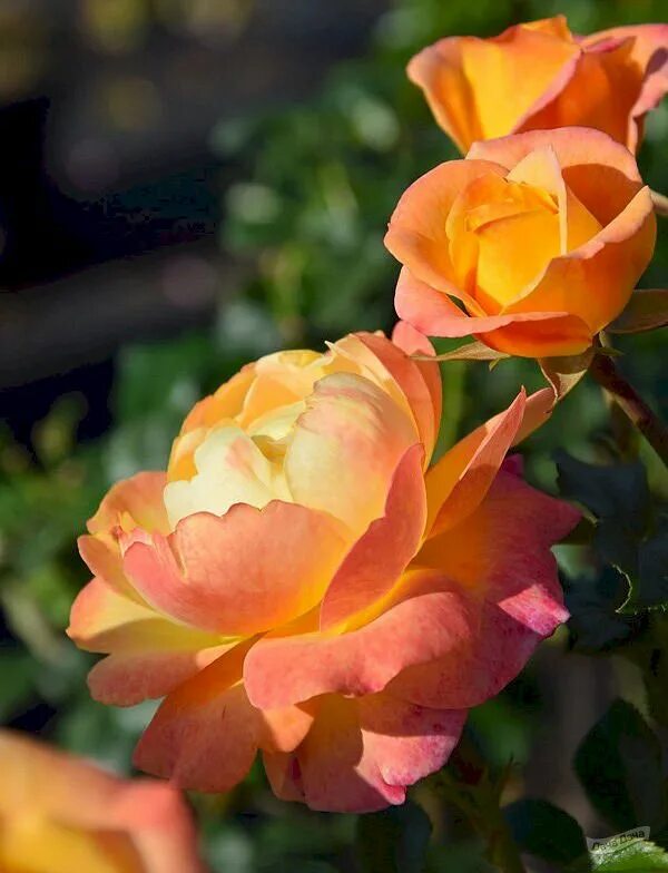 Der rose. Der rose. Der rose. Der rose. Der rose.