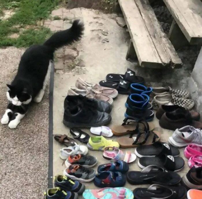 Коты обувь. Обувь для котов. Кот в ботинках. Кошки на ботинки. Украденные ботинки