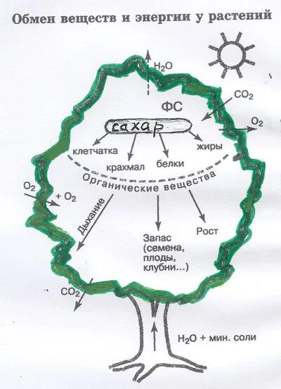 Обмен веществ у растений тест 6 класс. Схема обмена веществ у растений. Обмен веществ и энергии у растений. Обмен веществ у растений 6 класс биология. Процесс метаболизма у растений.