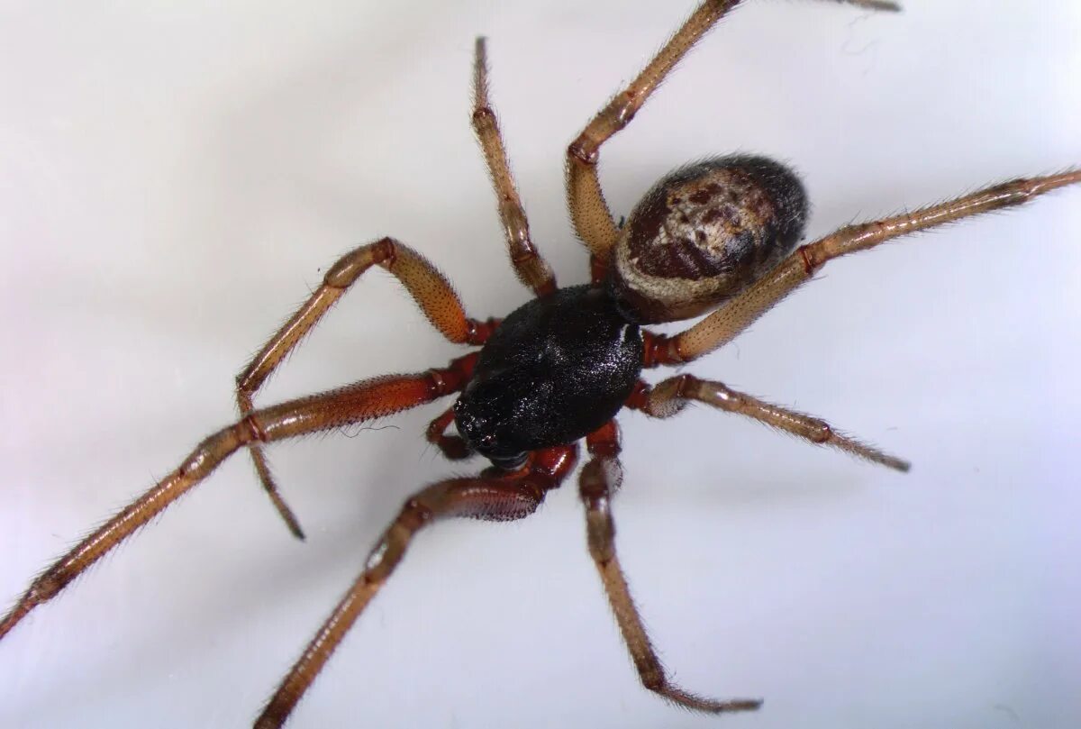 Steatoda Nobilis. Steatoda Nobilis паук. Стеатода Пайкулля. False Widow Steatoda. Ложная вдова