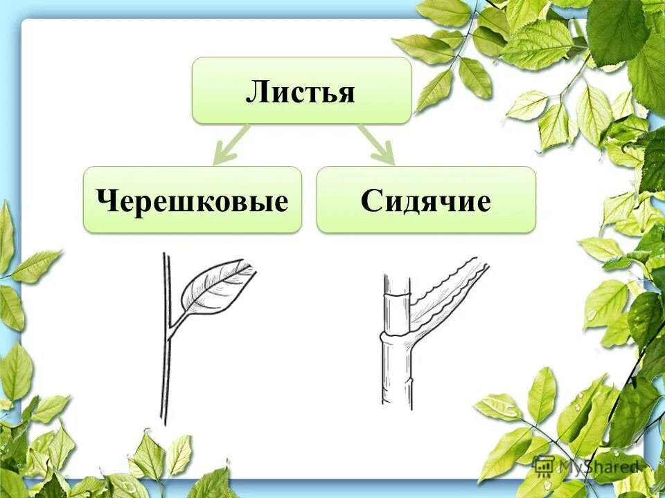 У большинства есть сидячие листья. Миндаль черешковый. Черешковые и сидячие листья. Лист шиповника черешковый или сидячий. Черешковый 2) сидячий.