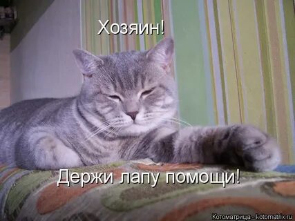 Продолжая держаться лапой