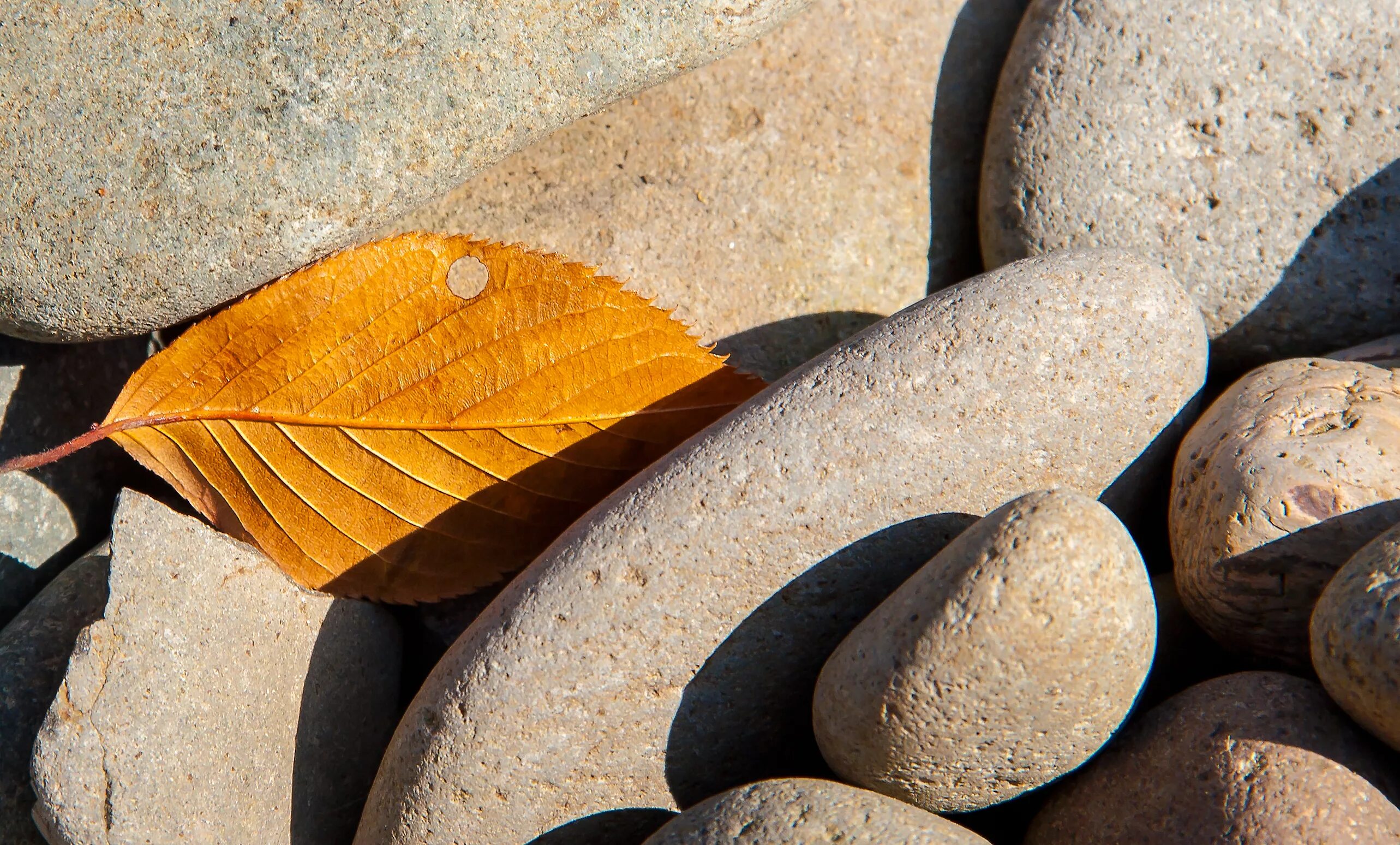 Leaf stone. Листья на камнях. Осенние листья на камнях. Листовой камень. Каменный лист.