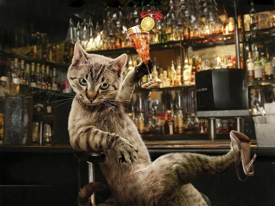Котик и бар. Кот в баре. Кот на вечеринке. Котик на вечеринке. Вечеринка кошечек