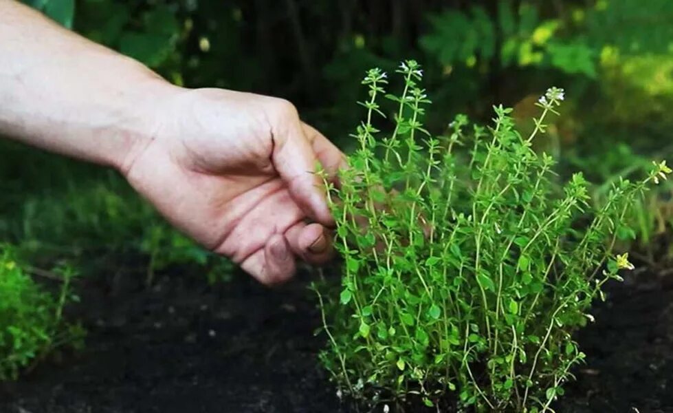 Тимьян ползучий рассада. Тимьян ползучий посадка. Тимьян ползучий (thymus serpyllum 'magic carpet'). Тимьян чабрец лимоннопахнущий. Тимьян ползучий радужный.
