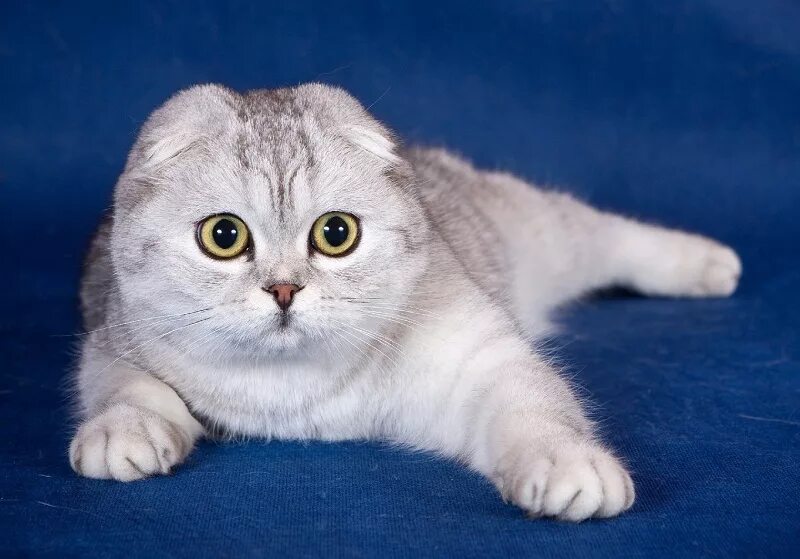 Шотландская вислоухая кошка. Порода кошек скоттиш фолд. Шотландская порода. Тайская вислоухая. Фото вислоухой породы