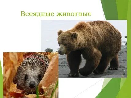 Всеядные животные лесной зоны
