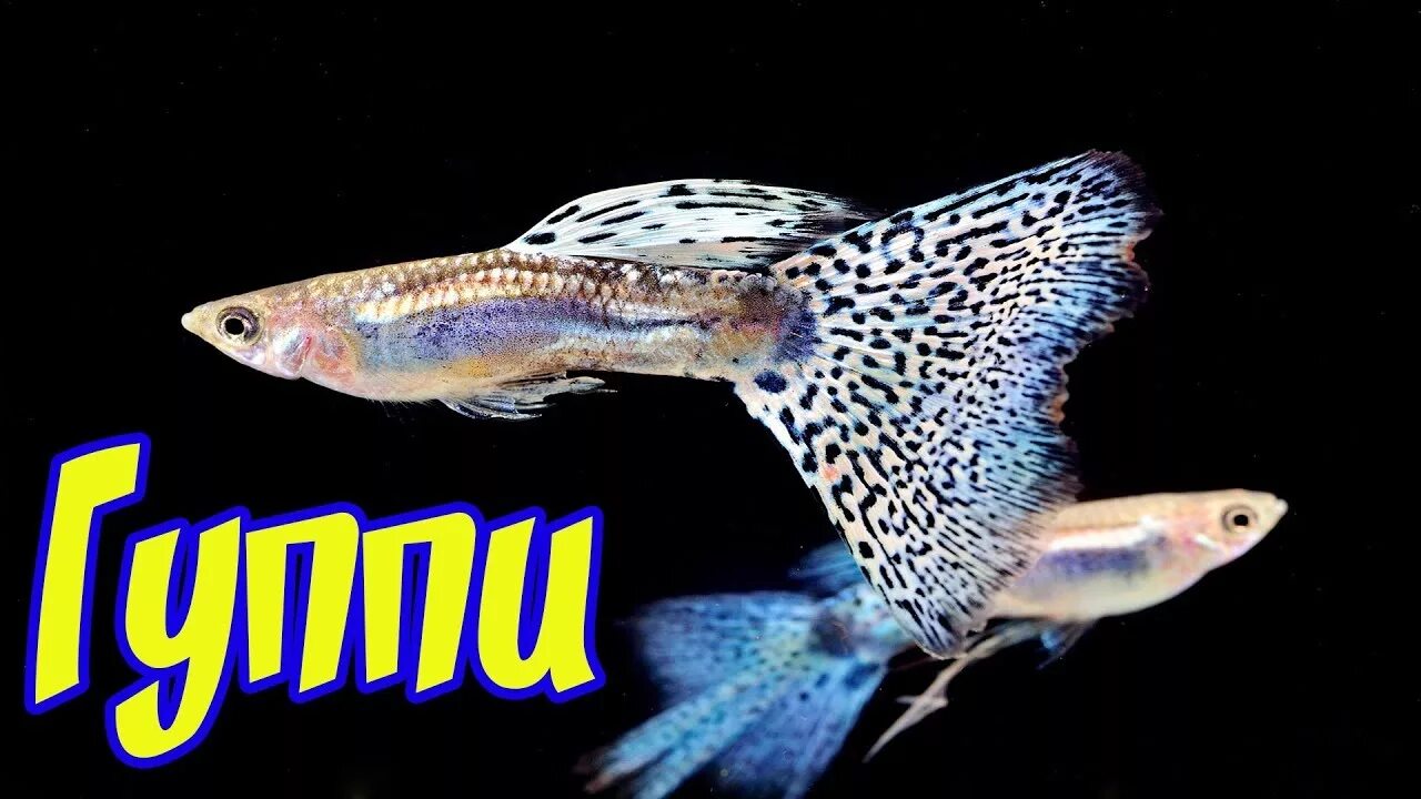Гуппи уход. Рыбки королевские гуппи. Гуппи берлинцы. Гуппи аквариумные рыбки. Аквариумные рыбки гурии.