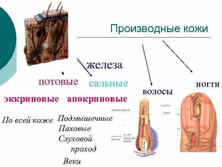 Строение и функции производных кожи. Производные кожи человека биология 8 класс. Производные кожи (потовые и сальные железы, волосы, ногти).. Строение потовые, сальные и молочные железы. Гиподерма производные кожи.