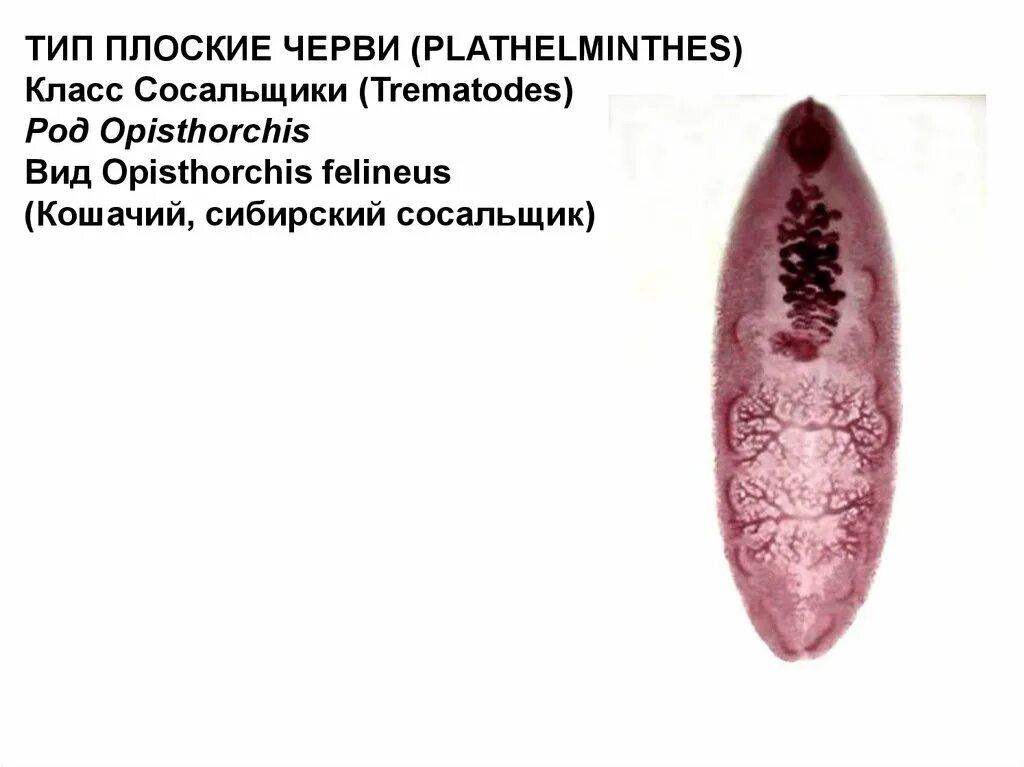 Кошачий сосальщик Тип класс. Кошачий Сибирский сосальщик. Кошачий (Сибирский). Opisthorchis felineus. Описторхоз кошачий сосальщик. Тип плоские черви печеночный сосальщик