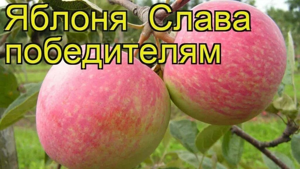 Сорт яблок Слава победителям. Сорт Слава победителям яблонь. Слава переможцам сорта яблони. Сорт яблони Ауксис. Слава победителям яблоня фото