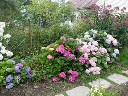 Можно ли гортензию сажать рядом