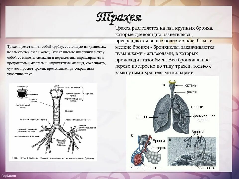 Функции трахеи. Трахея и бронхи строение. Трахея строение и функции. Трахея бронхи легкие строение. Строение и функции трахеи и бронхов.