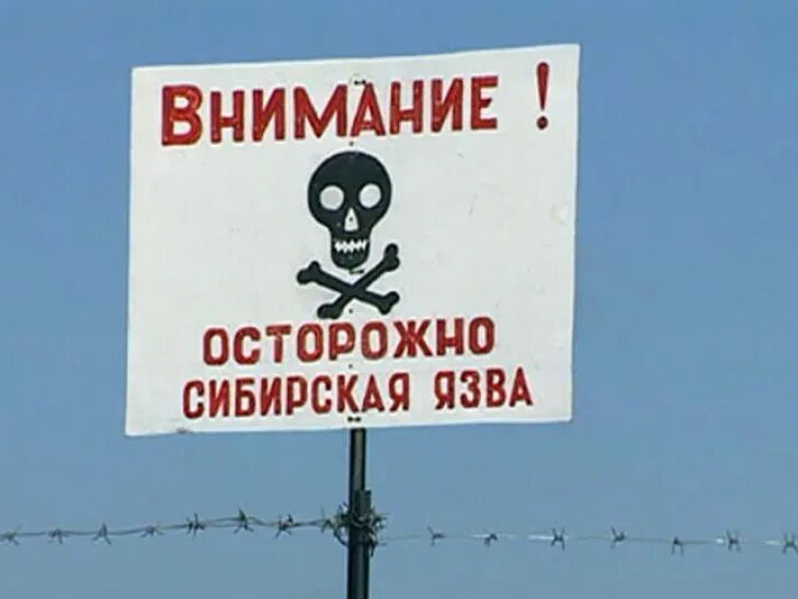 Морфология сибирской язвы микробиология. Профилактика сибирской язвв. Bacillus anthracis сибирская язва. Сибирская язва презентация. Препарат сибирская язва.