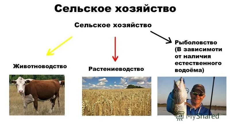 Факторы размещения отраслей растениеводства и животноводства. Факторы размещения отраслей растениеводства и животноводства