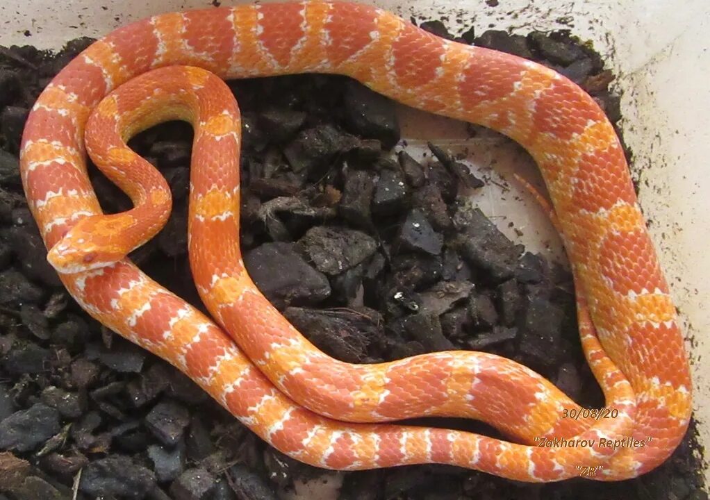 Полоз в домашних условиях. Маисовый полоз (Pantherophis guttatus). Змеи маисовый полоз. Змея маисовый полоз в террариуме. Маисовый полоз желтобрюхий.