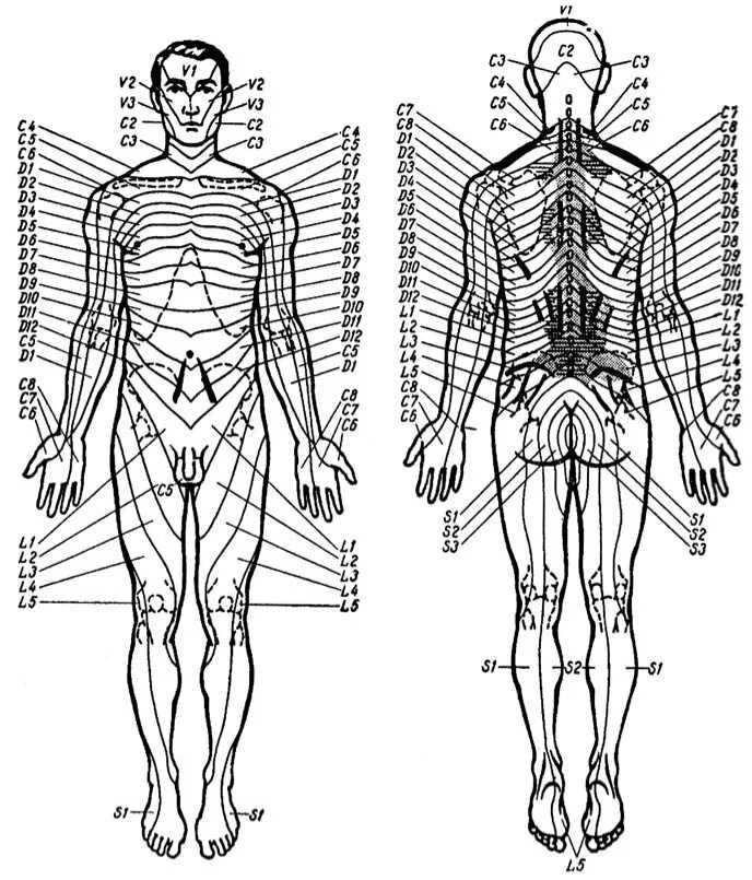 топография туловища. поясничный отдел спинного мозга иннервирует. топография тела человека. центр тяжести туловища. оси и плоскости в анатомии.