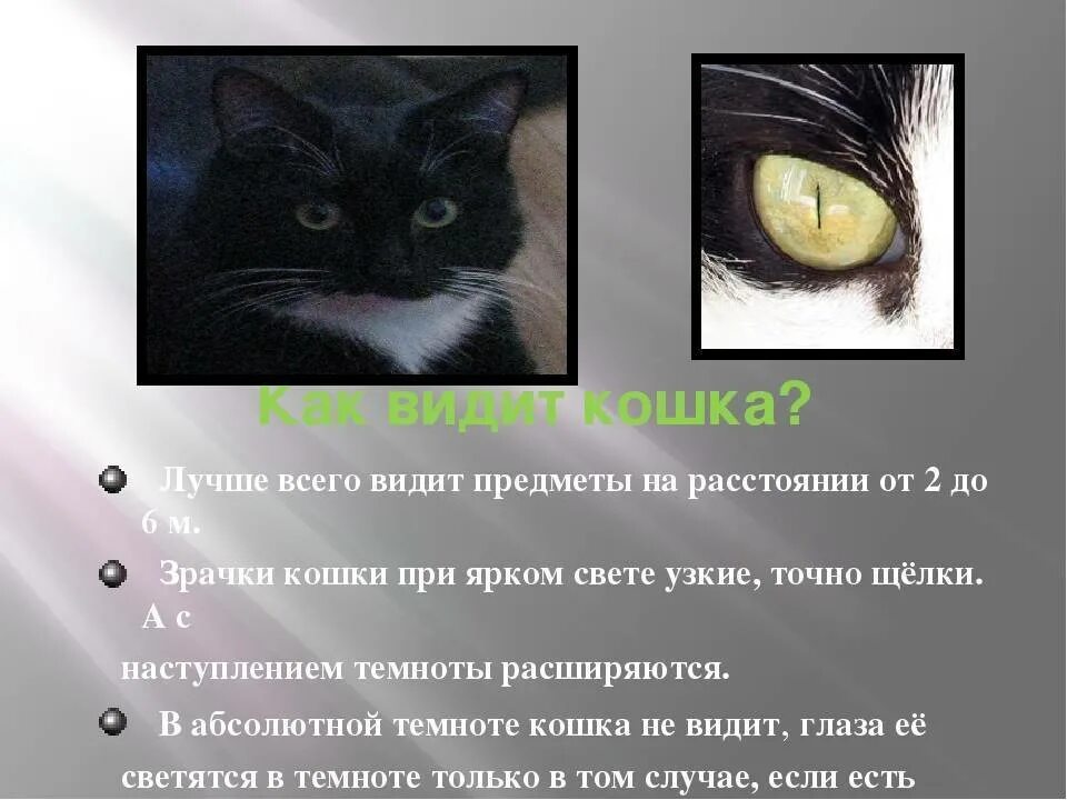 Кошки различают цвета или нет. Как видят кошки. зрение кошек в темноте. как кошки видят в темноте. цветовое зрение кошек.