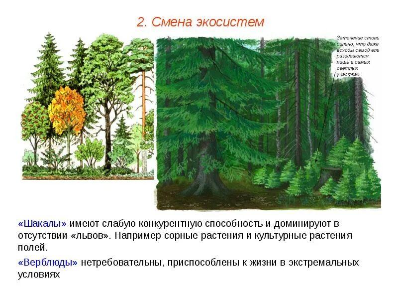 Естественная смена экосистемы примеры. Смена экосистем. Смена биогеоценоза. Изменения в биогеоценозах. Изменение экосистемы.