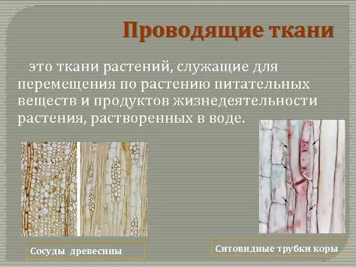 Какие два типа проводящих тканей