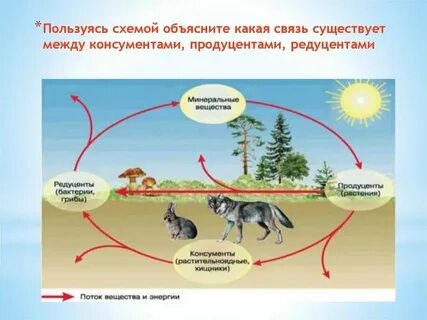 Роль редуцентов играют