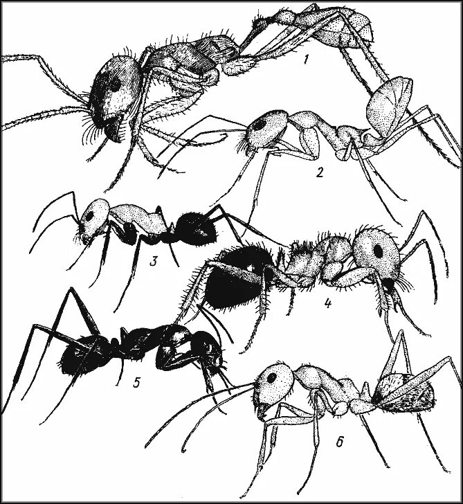 муравьи схема 1 класс. муравьи схема 1 класс. касты муравьёв схема. муравьи схема 1 класс. кровеносная система паукообразных.