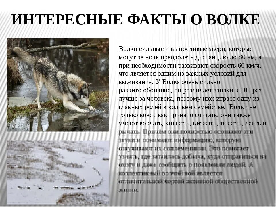 Про жизнь животных рассказ. Самое интересное о волке. интересная информация о животных. интересная информация о волке.