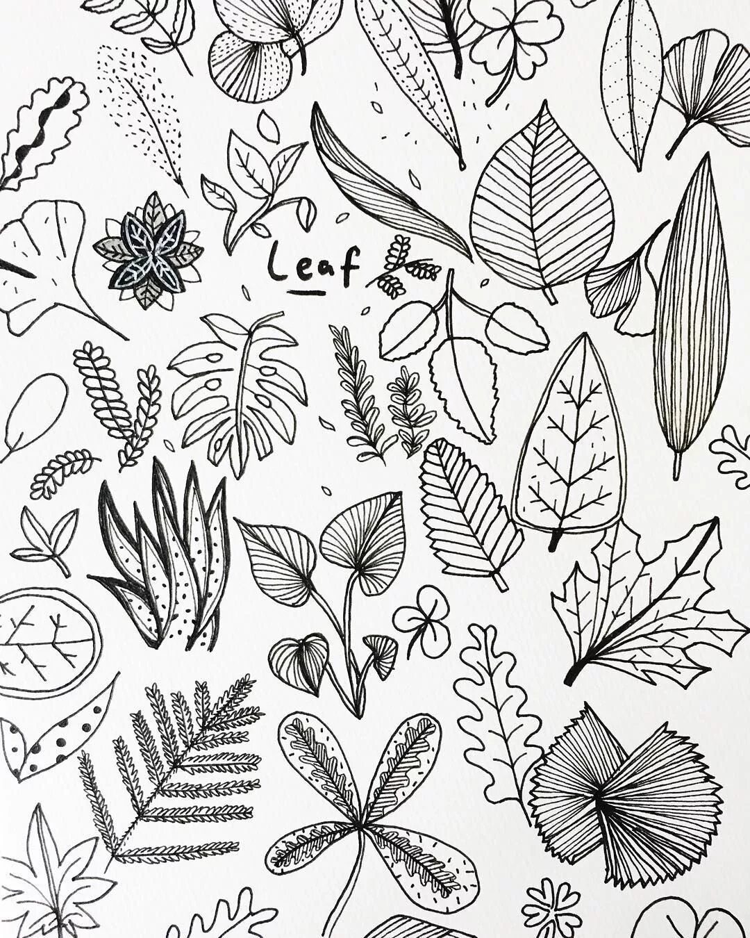 Рисунки для срисовки листья. Листья клёна набросок. Листья карандашом. Зарисовки растений карандашом. Листья скетч.