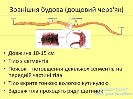 Наличие щетинок