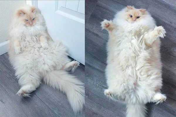 Толстый пушистый кот. Жирные пушистые коты. Толстый пушистый белый кот. Включи пушистый рай