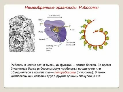 В каких органоидах находятся рибосомы