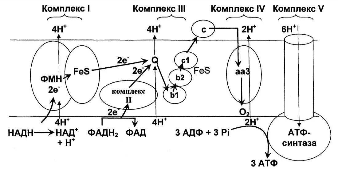 Цепь транспорта электронов