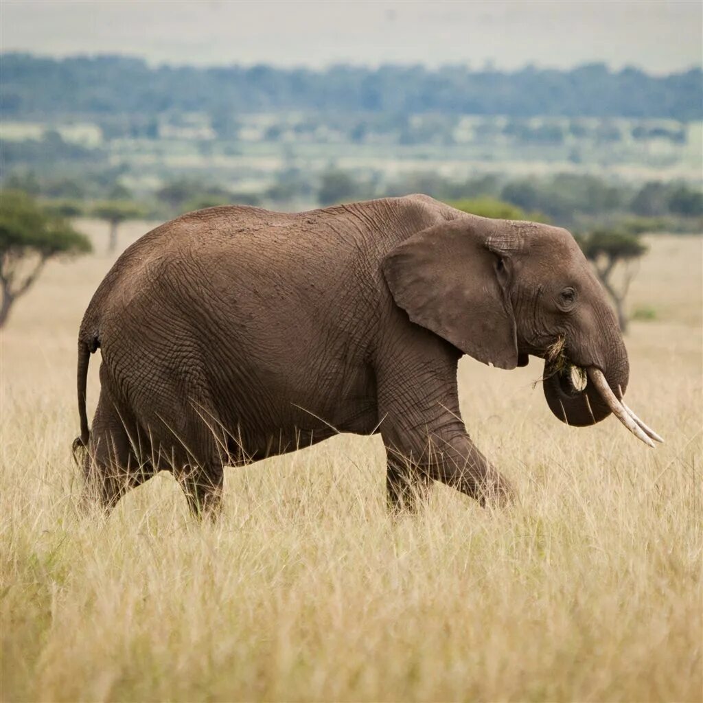 Африканский слон. Саванный слон. Слоны в Африке. Слон сбоку.