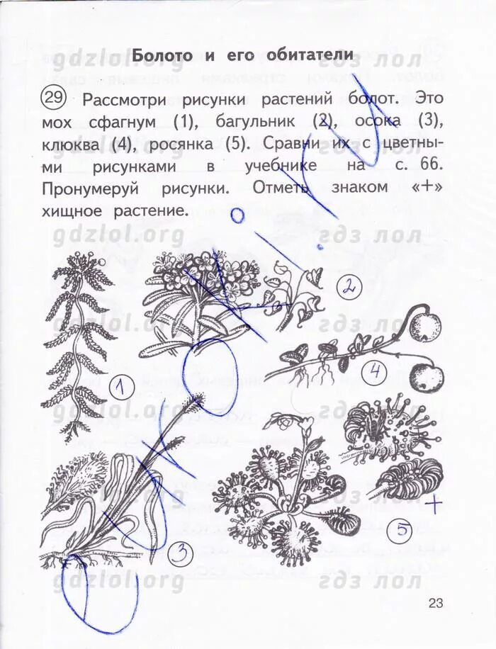 Рассмотри рисунок дополни текст. Гдз окружающий мир 3 класс рабочая тетрадь Федотова 2 часть. Окружающий мир Федотова рабочая тетрадь 3 кл. Гдз по окружающему миру 3 класс рабочая тетрадь 2 часть стр 2 Федотова. Окружающий мир 3 класс тетрадь Федотова тетрадь.