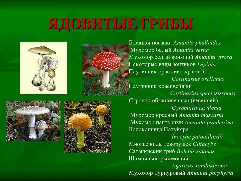 Шляпочные грибы