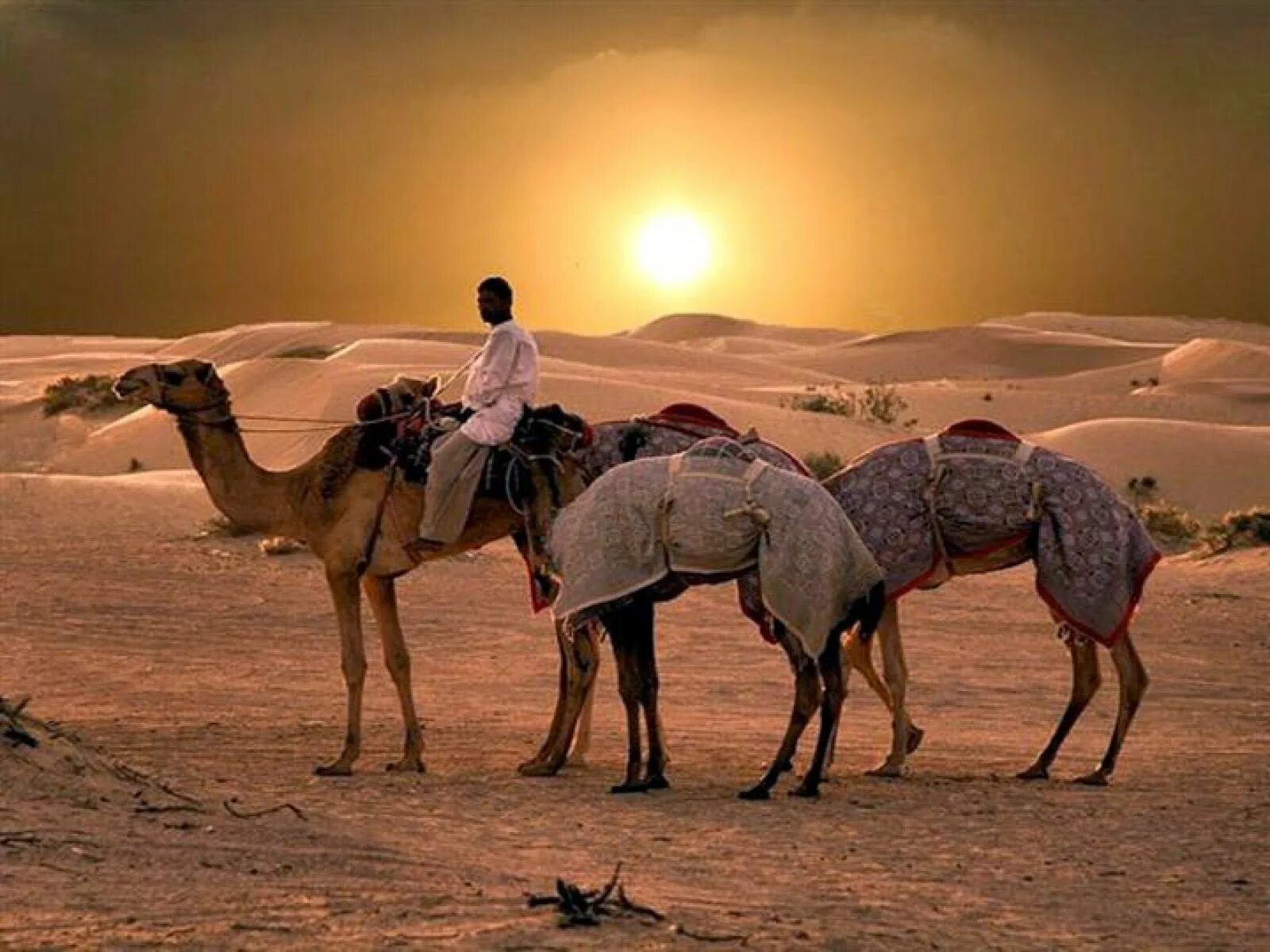 Народ живущий в пустыне. Мехари верблюд. Африка сахара верблюд. Оазис в пустыне Верблюды. Верблюд в пустыне.