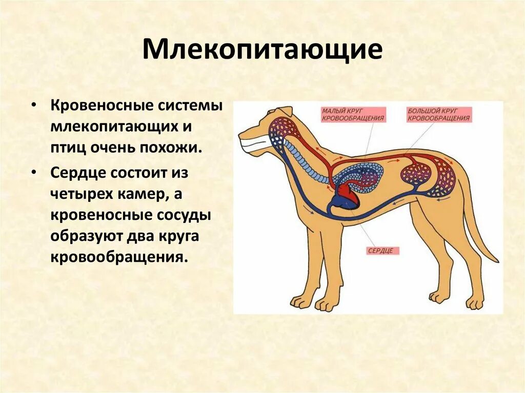 Тело млекопитающих подразделяется на. Системы млекопитающих. Кровеносная система млекопитающих. Класс млекопитающие. Класс млекопитающие кровеносная система.