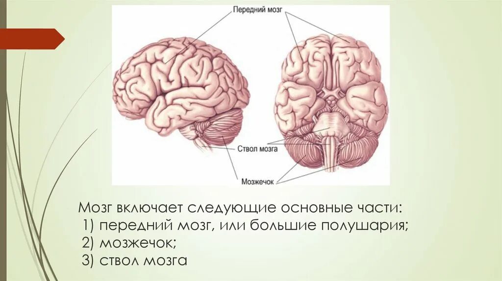 Большие полушария переднего мозга. Функции переднего мозга человека. Передний мозг мозжечок и ствол мозга. Строение и функции головного мозга презентация.