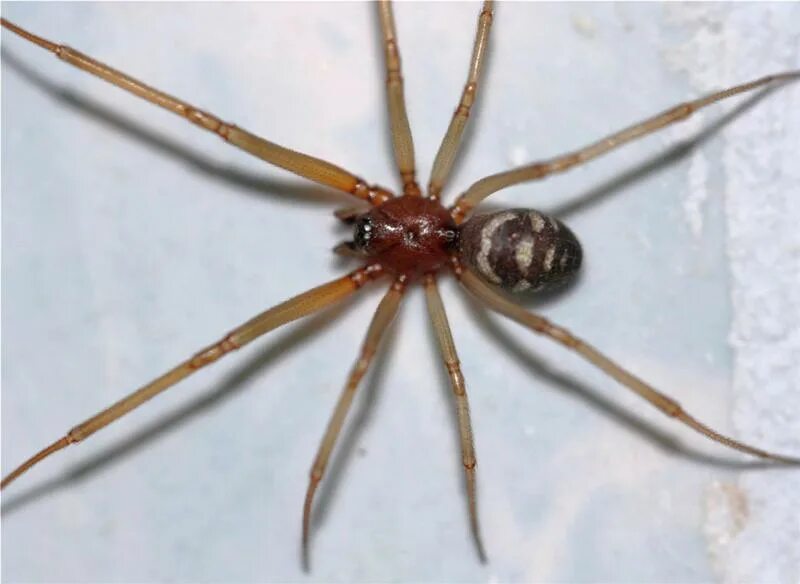 Стеатода Гросса. Steatoda grossa самец. Стеатода паук самец. Домовый паук стеатода.