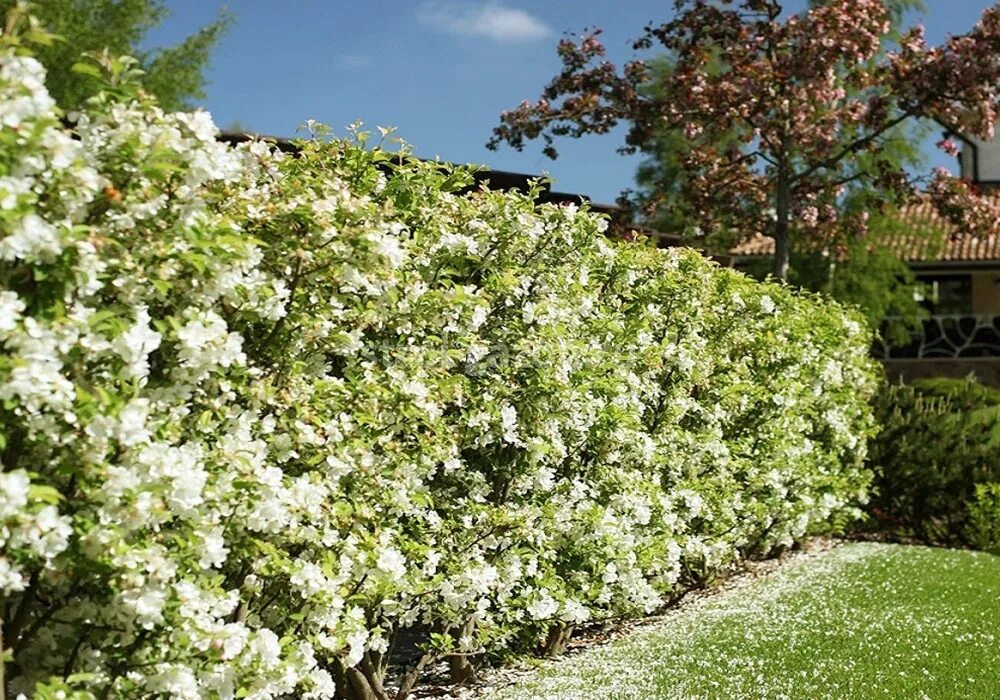 Чубушник живая. Чубушник живая. Чубушник бледный изгородь. Чубушник венечный "снежки". Чубушник живая.