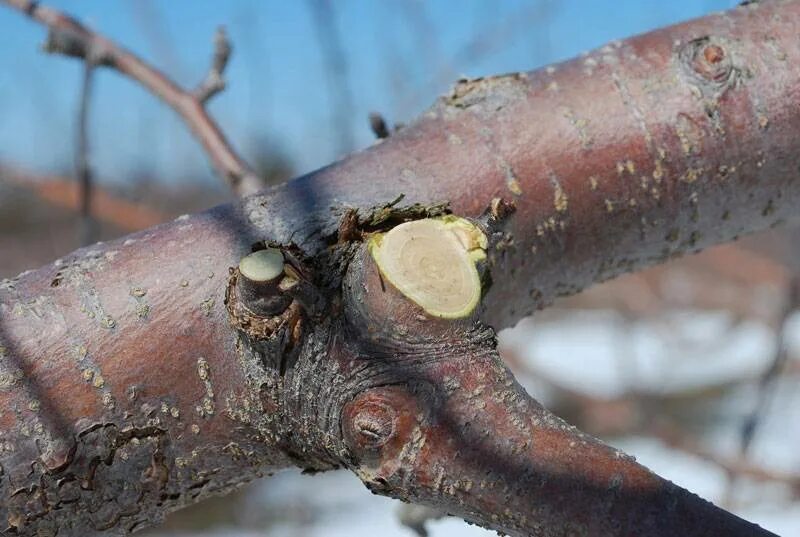 Чем обработать срез дерева после обрезки весной. Спиленные ветки. Ствол яблони. Срез ветки яблони. Повреждение коры дерева на ветках деревьев.