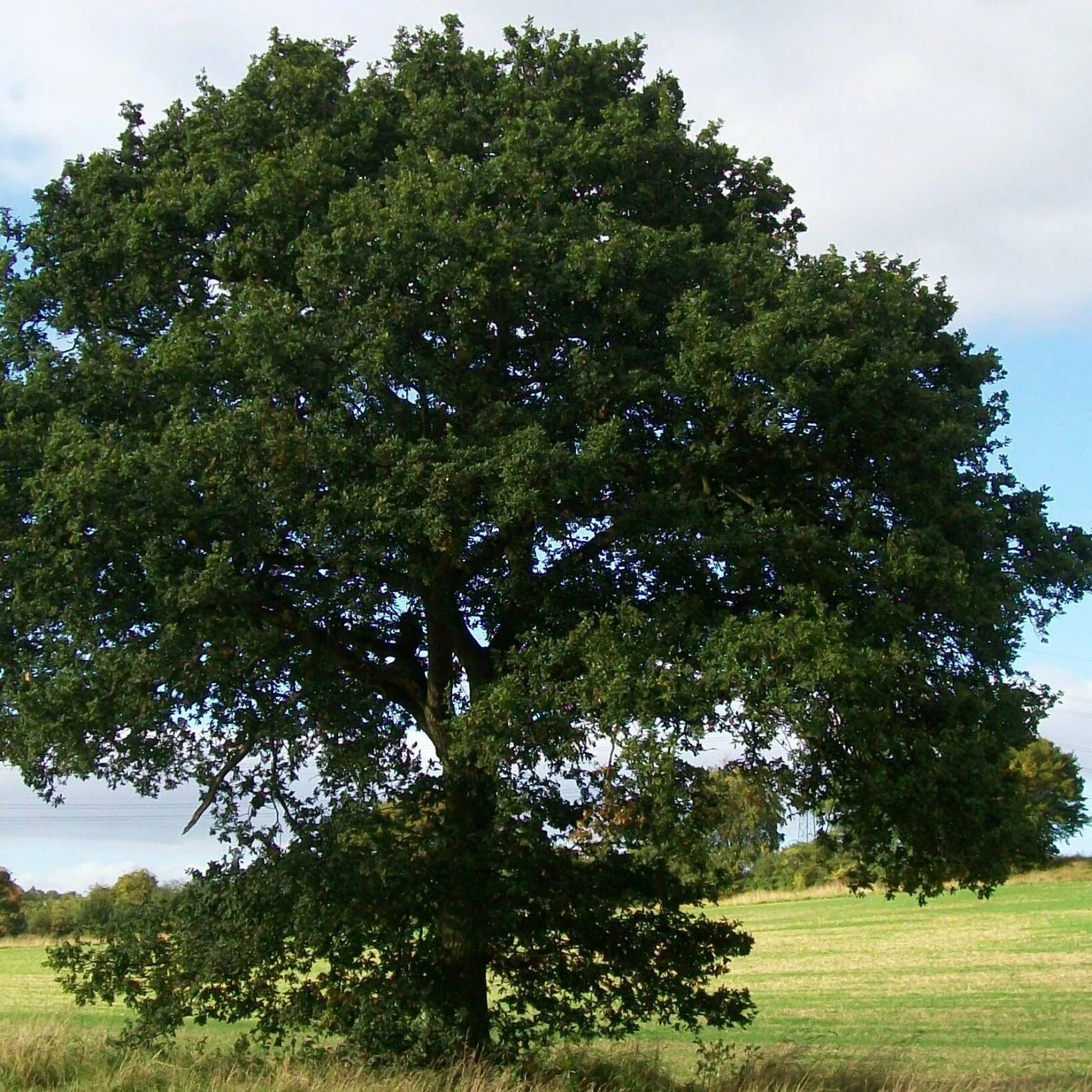 Дуб черешчатый (Quercus Robur). Дуб черешчатый крона. Дуб черешчатый раскидистая крона. Дуб крупноплодный дерево.