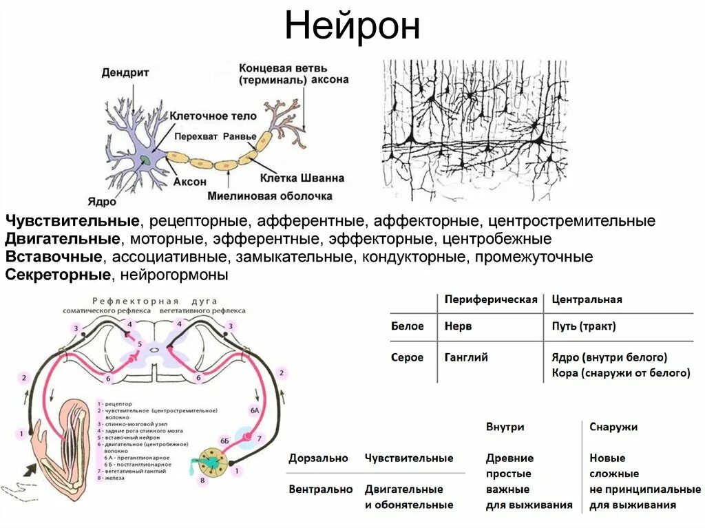 Чувствительный нейрон двигательный нейрон центр слюноотделения. Центральный двигательный Нейрон схема. Схема двигательного нейрона. Чувствительный двигательный и вставочный Нейрон Нейрон. Периферический двигательный Нейрон анатомия.