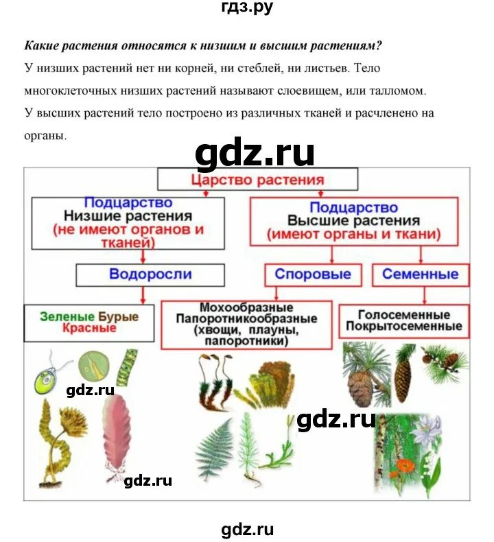 Читать биологию 5 класс плешаков. Биология 5 класс Сивоглазов Плешаков. Биологии 5 класс Плешаков Сивоглазов параграф 1. Сообщества биология 5 класс.